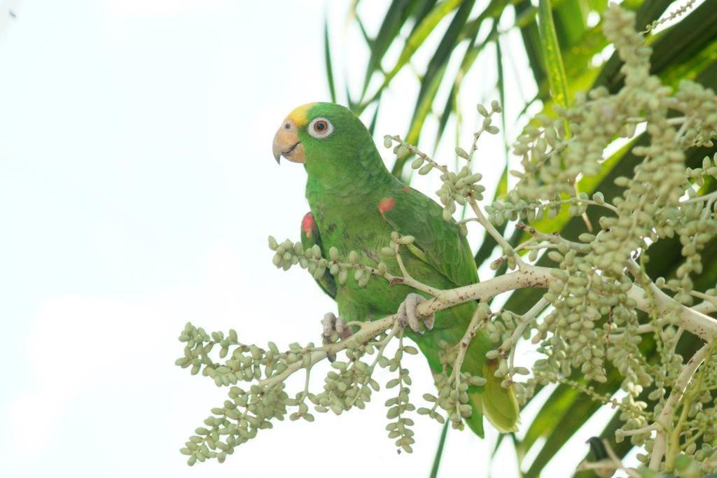 Rio Hotel Montería エクステリア 写真